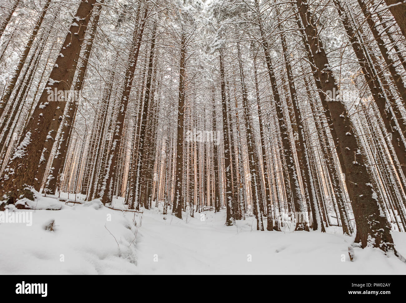 Sunrise nel bosco invernale Foto Stock