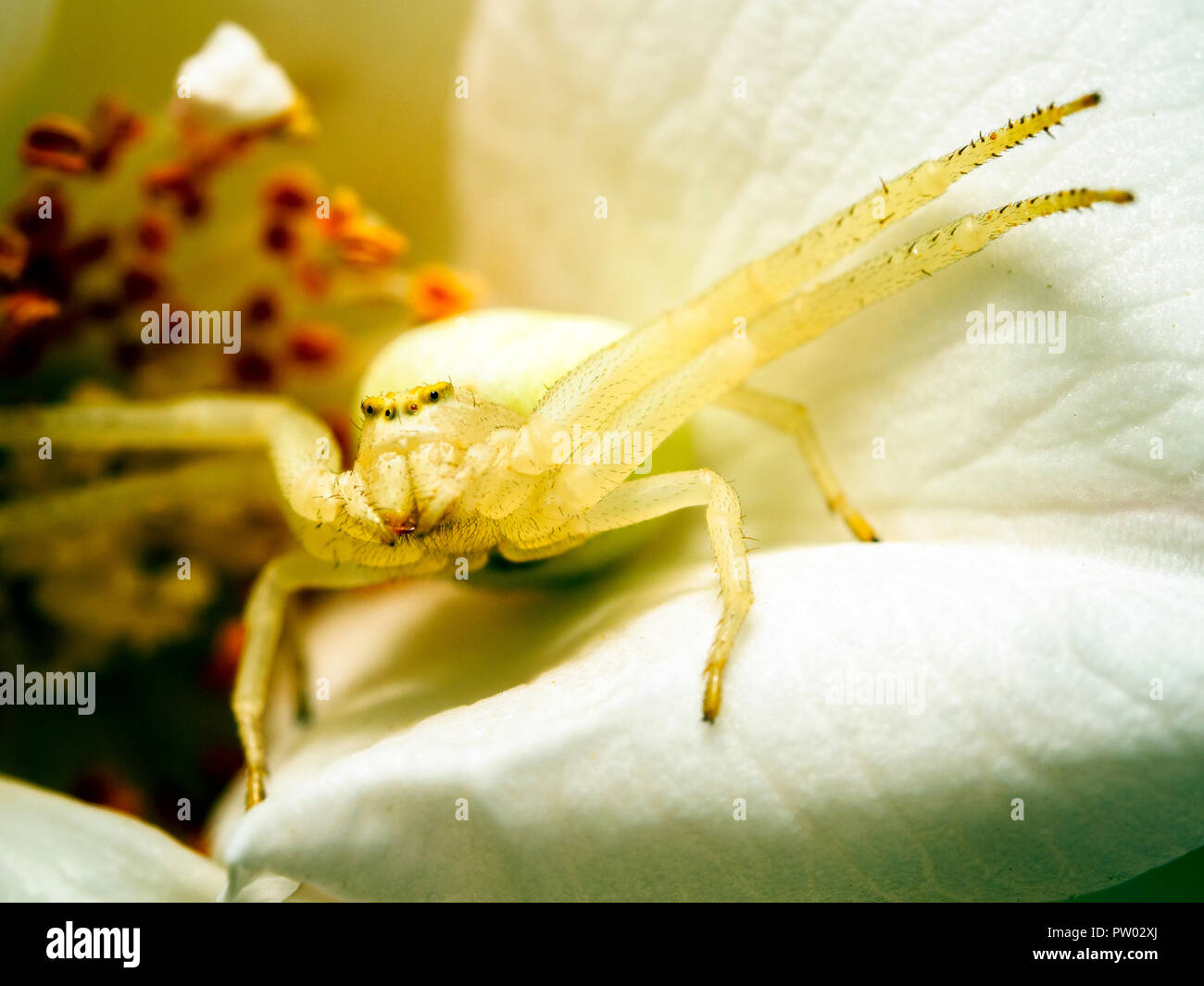 Il ragno granchio (Misumena vatia) - Umbria, Italia Foto Stock