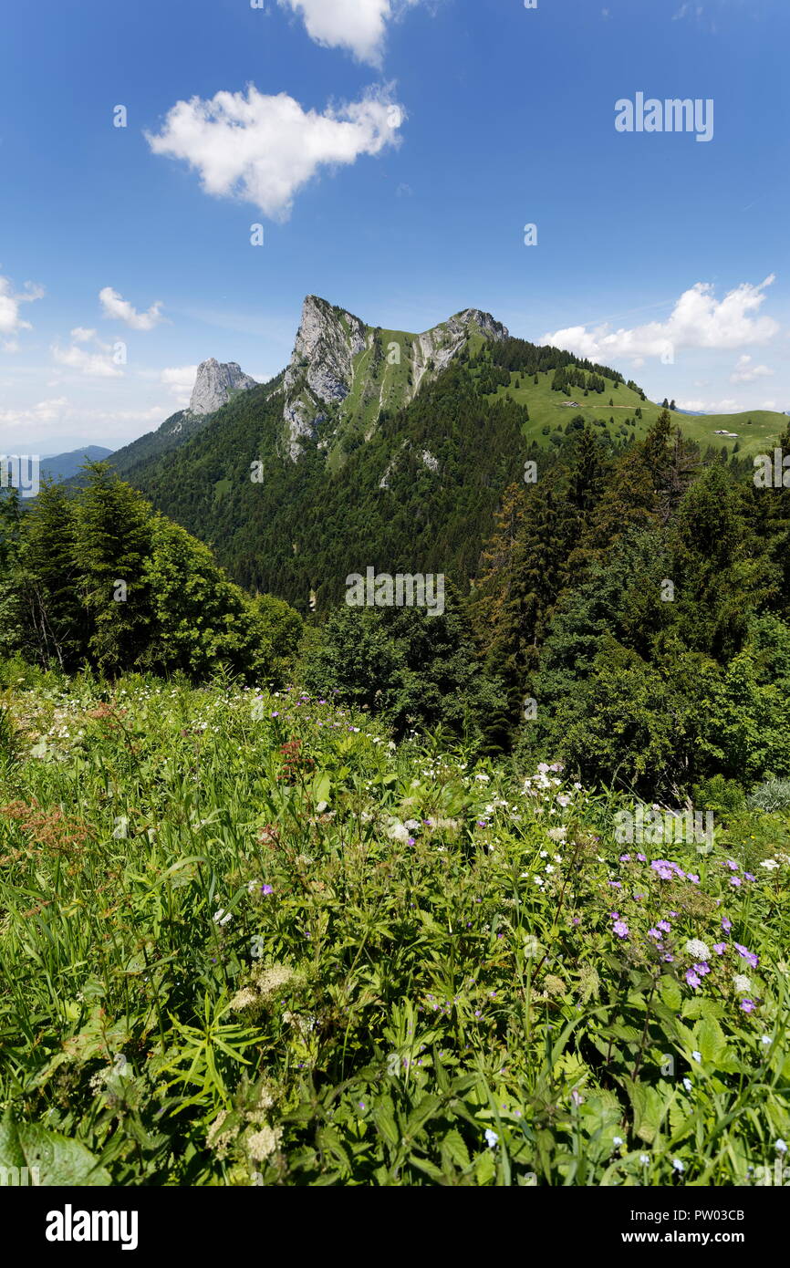 Fiori di prato in piena fioritura e distante mountain nr Col de la Forclaz Francia Foto Stock