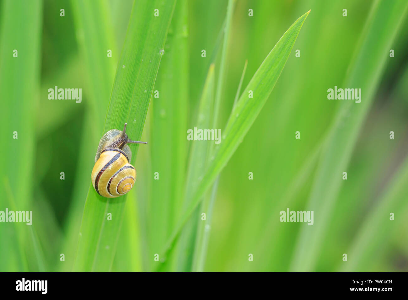 Chiudere fino a Grove lumaca, marrone-lumaca a labbro (Cepaea nemoralis) allevamento, accoppiamento, alimentazione e arrampicata lamelle di verde in un giardino. Foto Stock