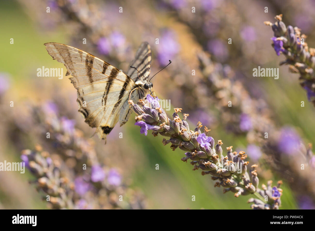 La scarsa coda forcuta farfalla (Iphiclides podalirius) battenti fiore in fiore mentre l'impollinazione e nettare di alimentazione su viola lavanda. Foto Stock