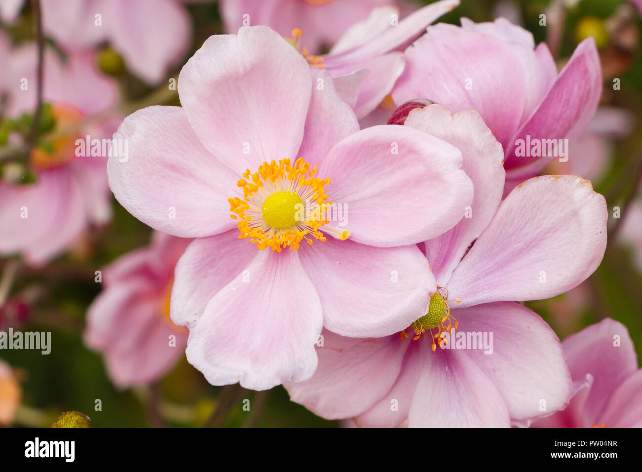 Fiori di colore rosa anemone giapponese in un giardino Foto Stock