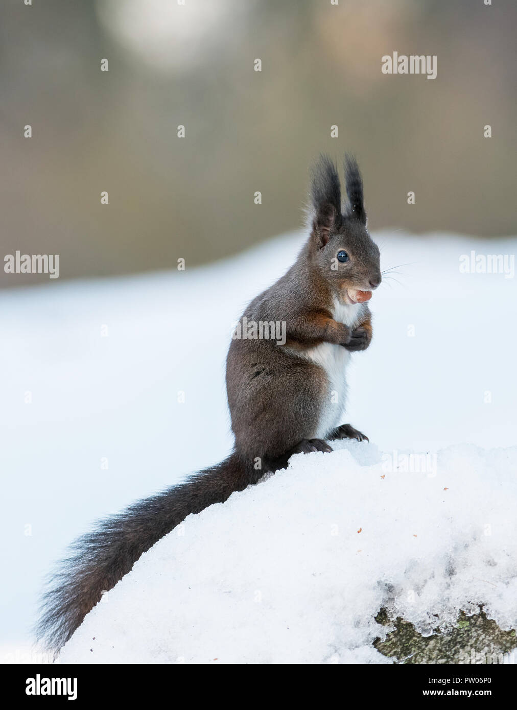 Red scoiattolo (Sciurus vulgaris) - pelliccia scure varietà Foto Stock