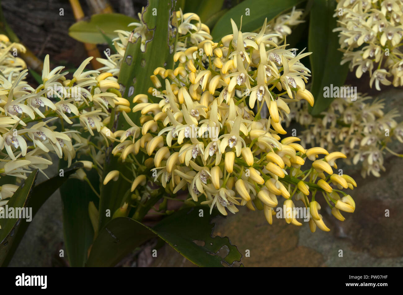 Sydney Australia, fiore giallo stelo di Dendrobium speciosum o sydney rock orchid Foto Stock