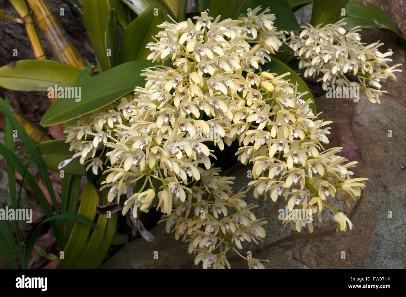 Sydney Australia, fiore giallo stelo di Dendrobium speciosum o sydney rock orchid Foto Stock