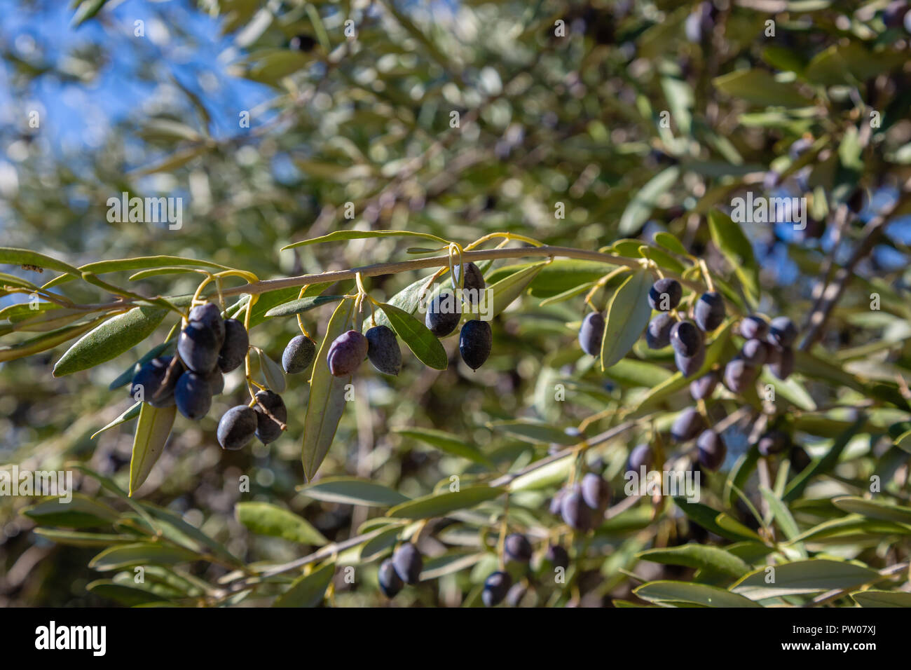 La piantagione di olive in montagna, Creta, Grecia Foto Stock