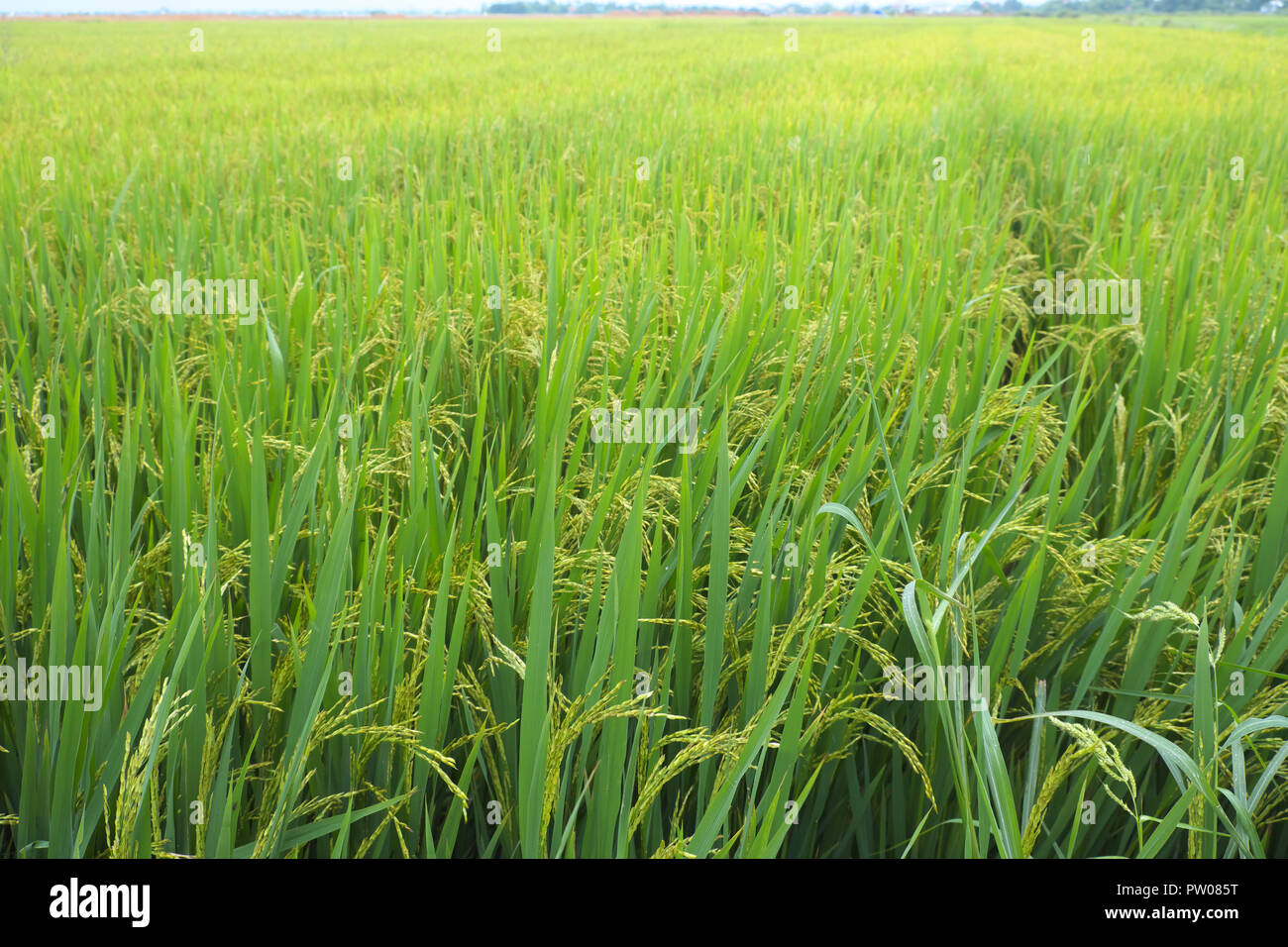 Il Vietnam riso raccolto quasi pronta per il raccolto nei pressi di Hue in Vietnam centrale Agosto 2018 Foto Stock