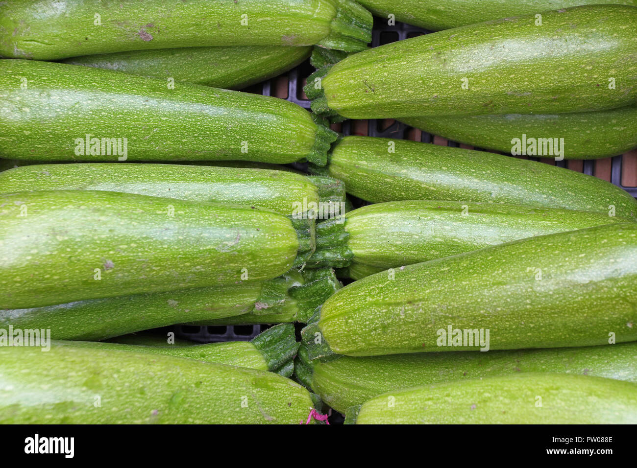 Zucchine. Zucchine fresche, verdura verde sul locale mercato contadino,  appena raccolto la zucchina, estate squash. Verde biologico zucchine  sfondo. Veget Foto stock - Alamy