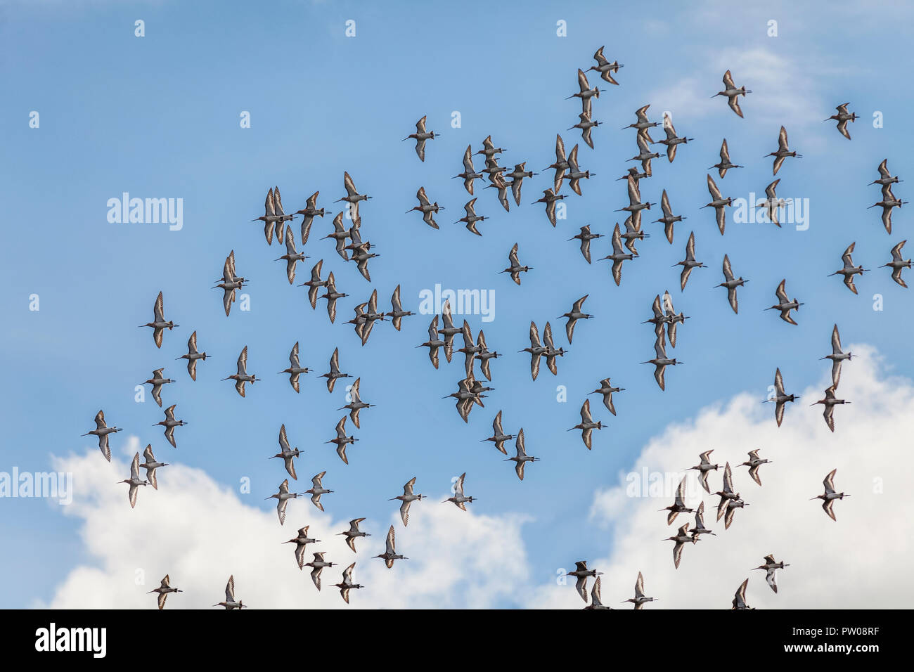 Un gregge di black-tailed godwits, Limosa limosa, in volo contro un cielo blu con alcuni puffy nuvole bianche. Foto Stock