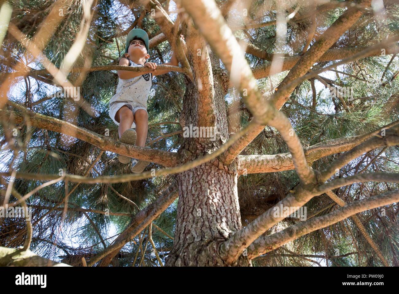 Ragazzo di arrampicarsi su un albero. Foto Stock