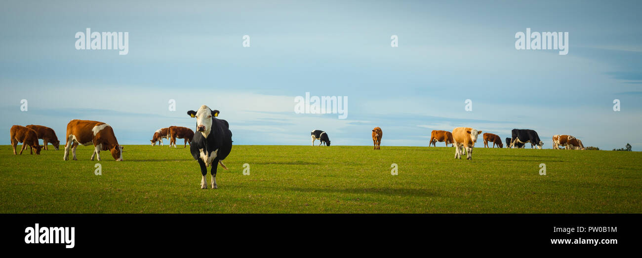 Vacche da latte in pascolo panorama Foto Stock