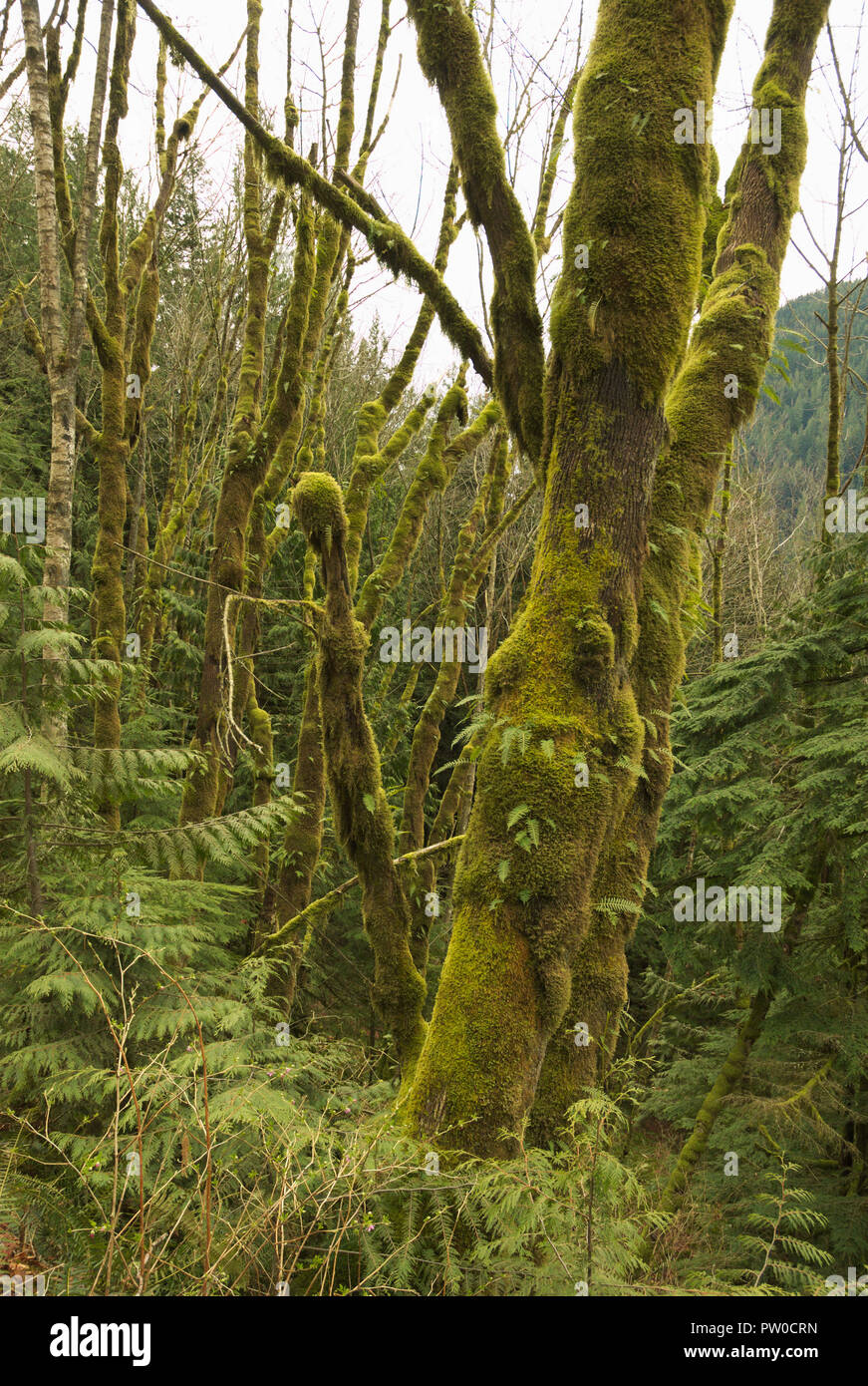 Alberi mossi in una foresta pluviale temperata a Stave Lake in Mission, British Columbia, Canada Foto Stock