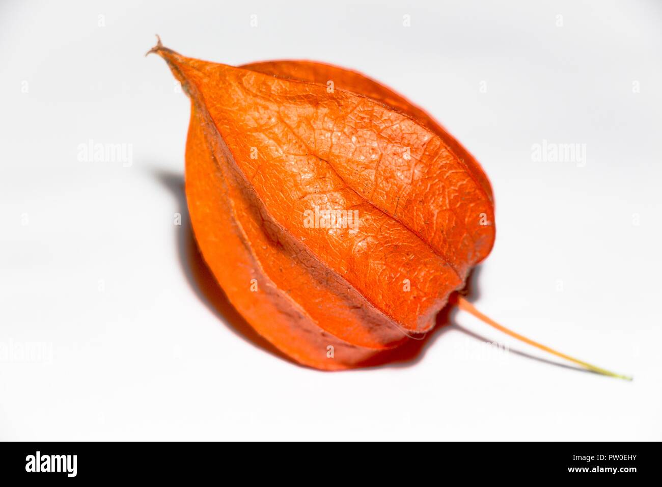 Un bel frutto del fiore che ha raggiunto la terra in autunno. Di colore arancione brillante che spicca su uno sfondo bianco. Foto Stock