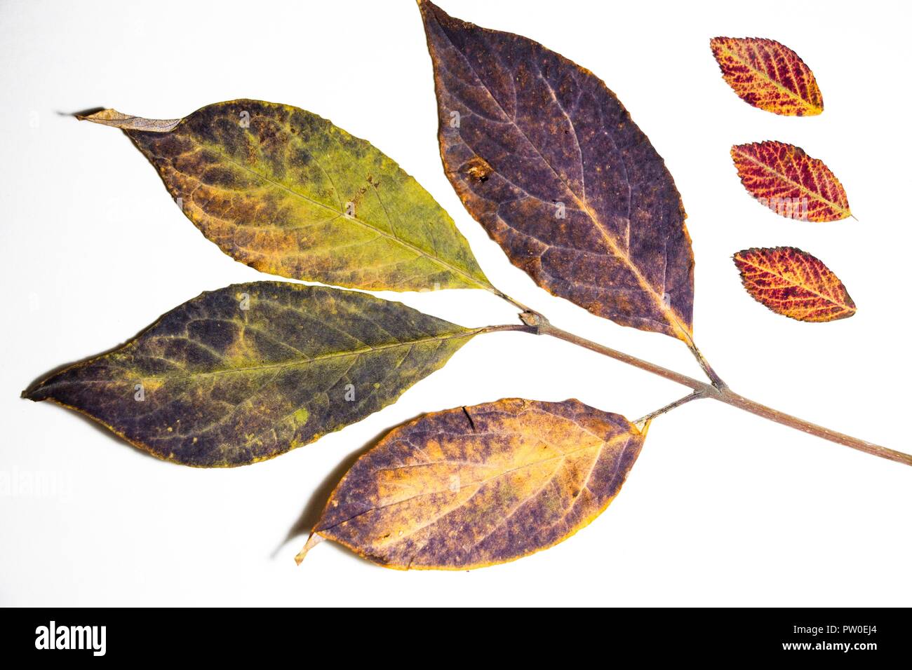 Una varietà di foglie di autunno giacciono su uno sfondo bianco. Essi sono a secco e raccolti in una radura della foresta. L'autunno è il periodo più bello dell'anno. Foto Stock