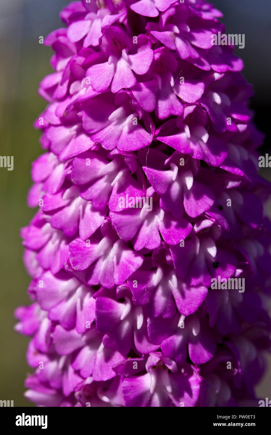 Dettaglio del vividily infiorescenze colorati sul fiore spike di Northen Marsh Orchid Foto Stock