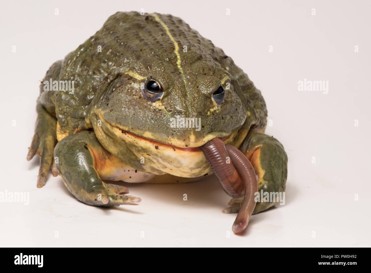 Il tempo di alimentazione per questa grande maschio African bullfrog (Pyxicephalus adspersus), che qui si mangia un gustoso worm. Isolato su bianco. Foto Stock