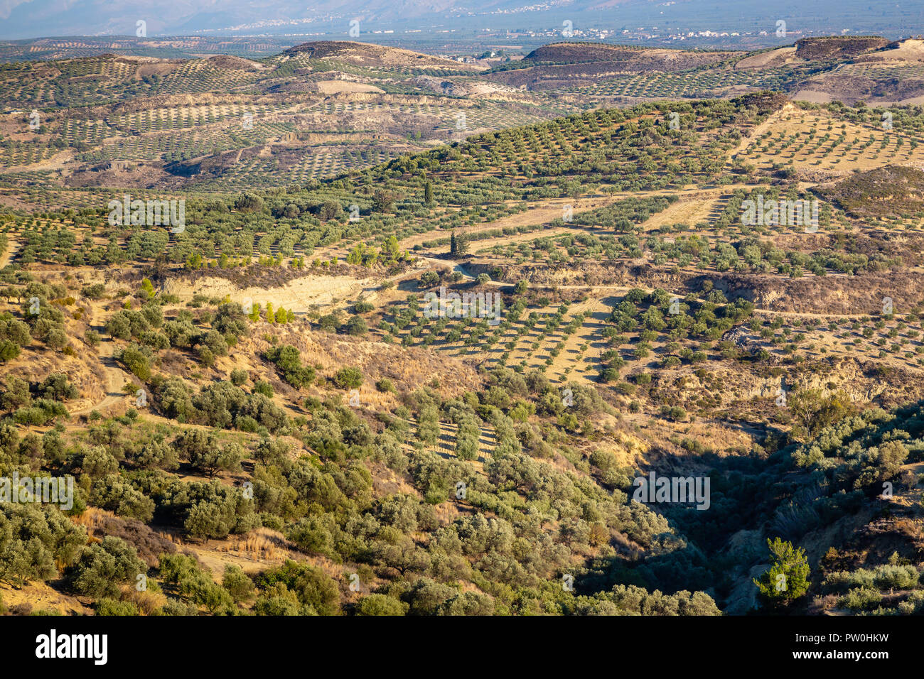 Le piantagioni di olive in alta montagna dell'isola di Creta, Grecia Foto Stock