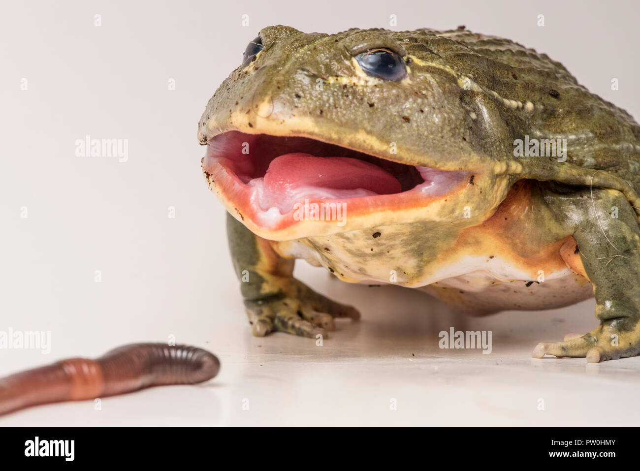 Il tempo di alimentazione per questa grande maschio African bullfrog (Pyxicephalus adspersus), qui colpisce con un worm di massa. Foto Stock