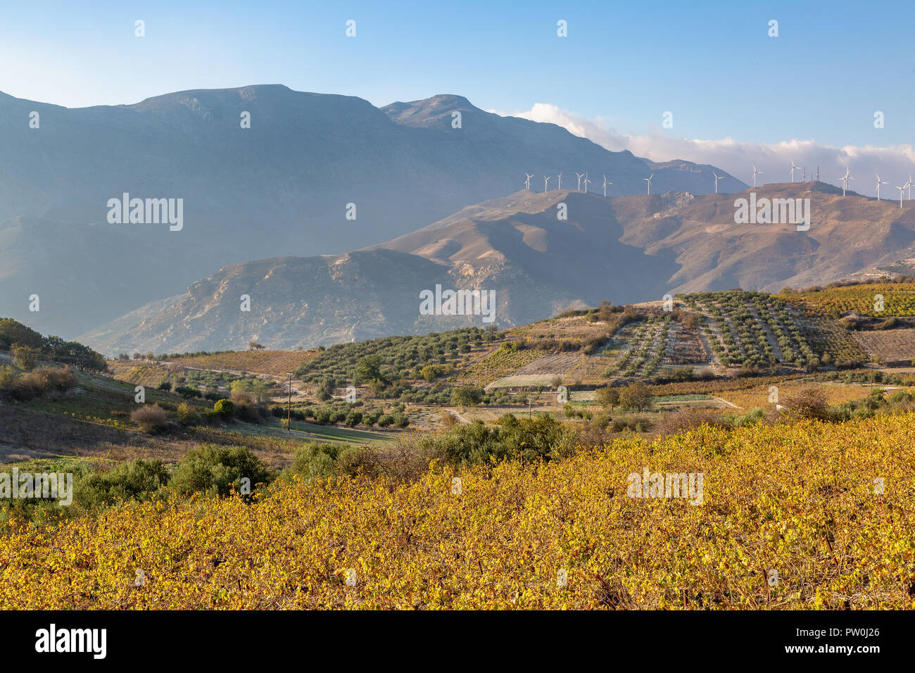 Le piantagioni di olive in alta montagna dell'isola di Creta, Grecia Foto Stock