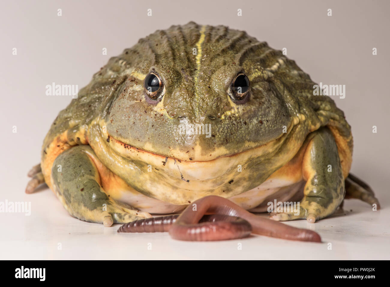 Il tempo di alimentazione per questa grande maschio African bullfrog (Pyxicephalus adspersus), che qui si mangia un gustoso worm. Isolato su bianco. Foto Stock