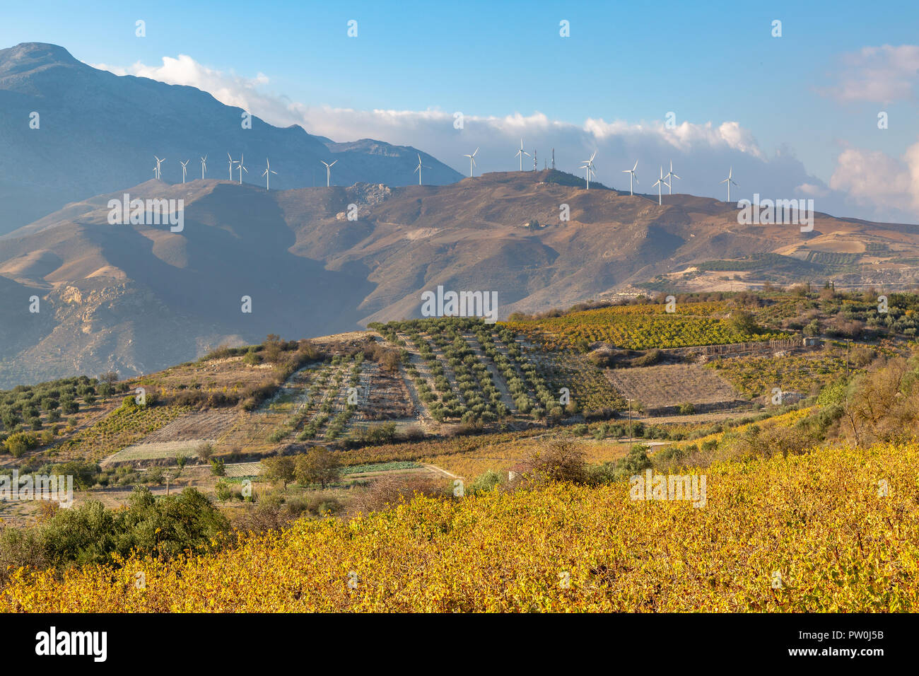 Le piantagioni di olive in alta montagna dell'isola di Creta, Grecia Foto Stock