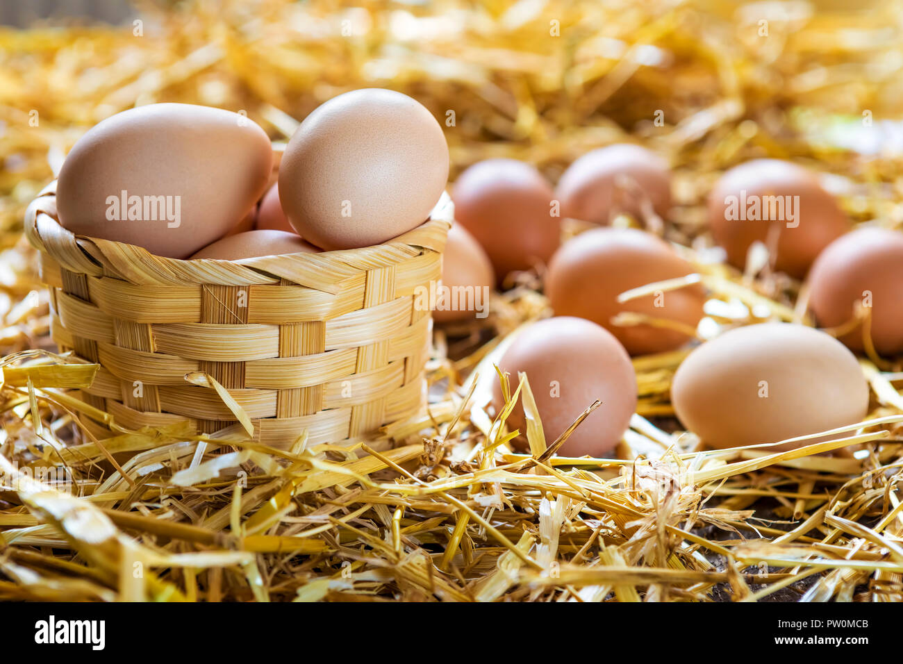 Fresco e le uova organiche nel cesto su paglia nel nido a livello di azienda Foto Stock