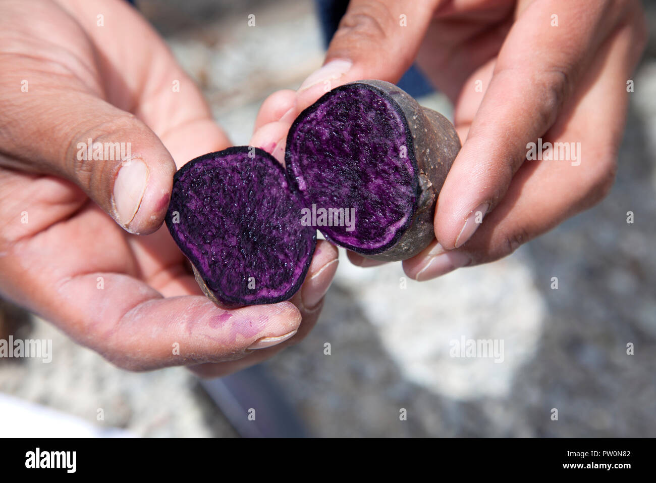 Viola le patate prodotte dalla famiglia Choqque di Huatata vicino a Chinchero, Perù, che razza di patate con alta intensità di colore. Foto Stock