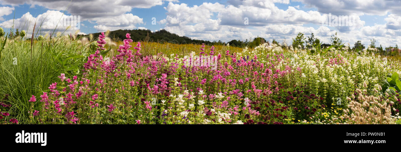 Il tempo del campo dei fiori in primavera con le nuvole e le montagne Foto Stock