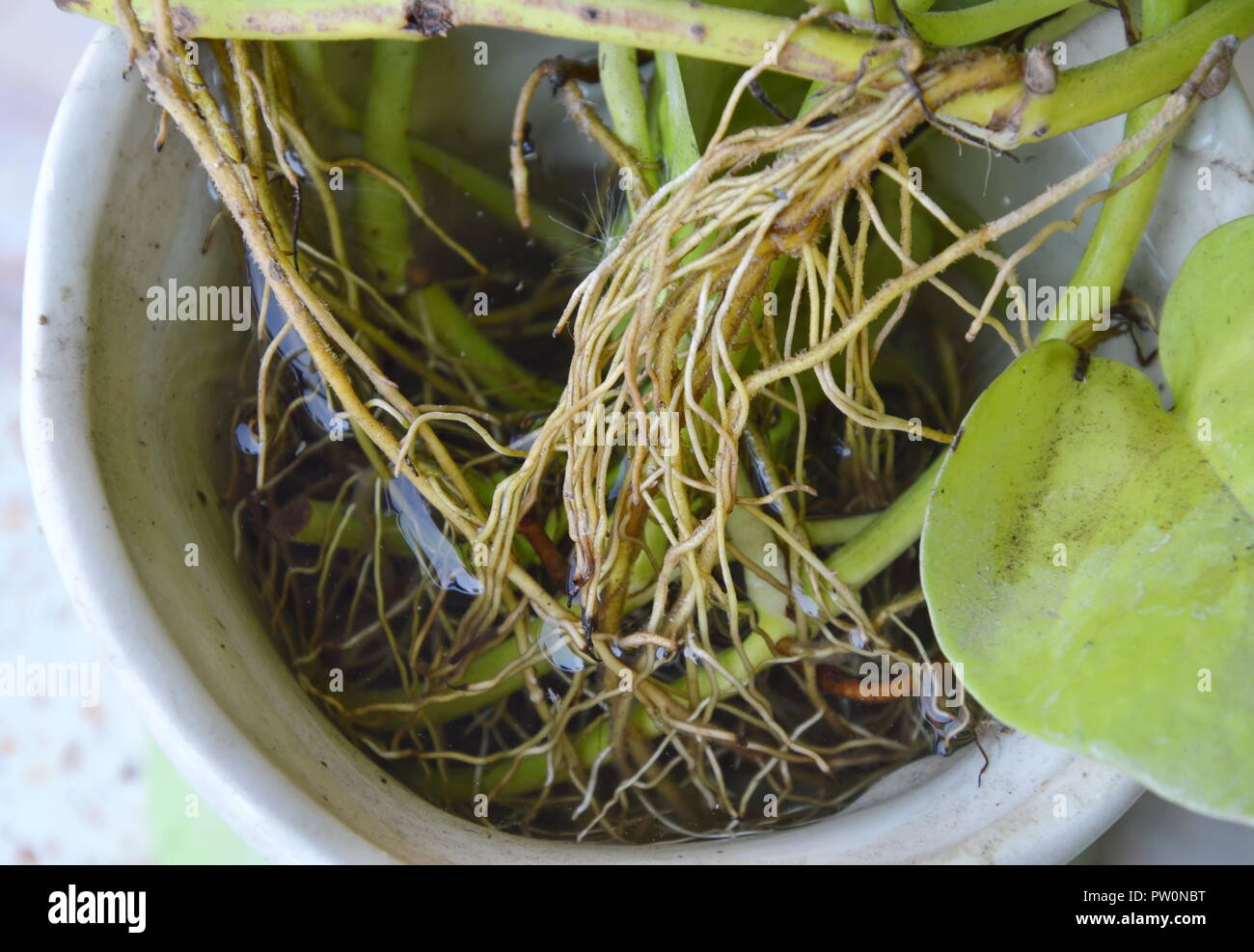 Radice di betel leaf in pentola floreale Foto Stock