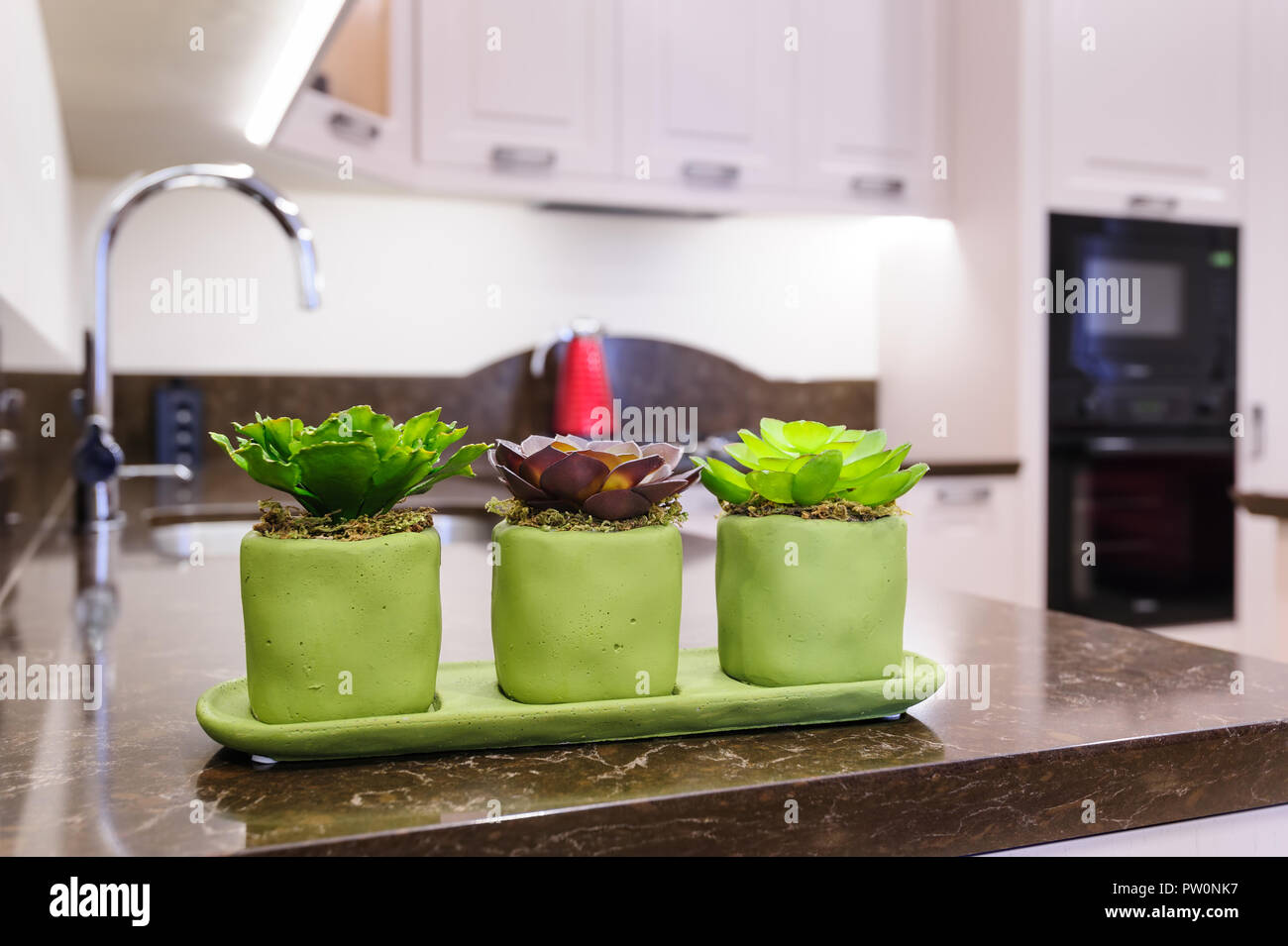 Le piante succulente in cucina Foto Stock
