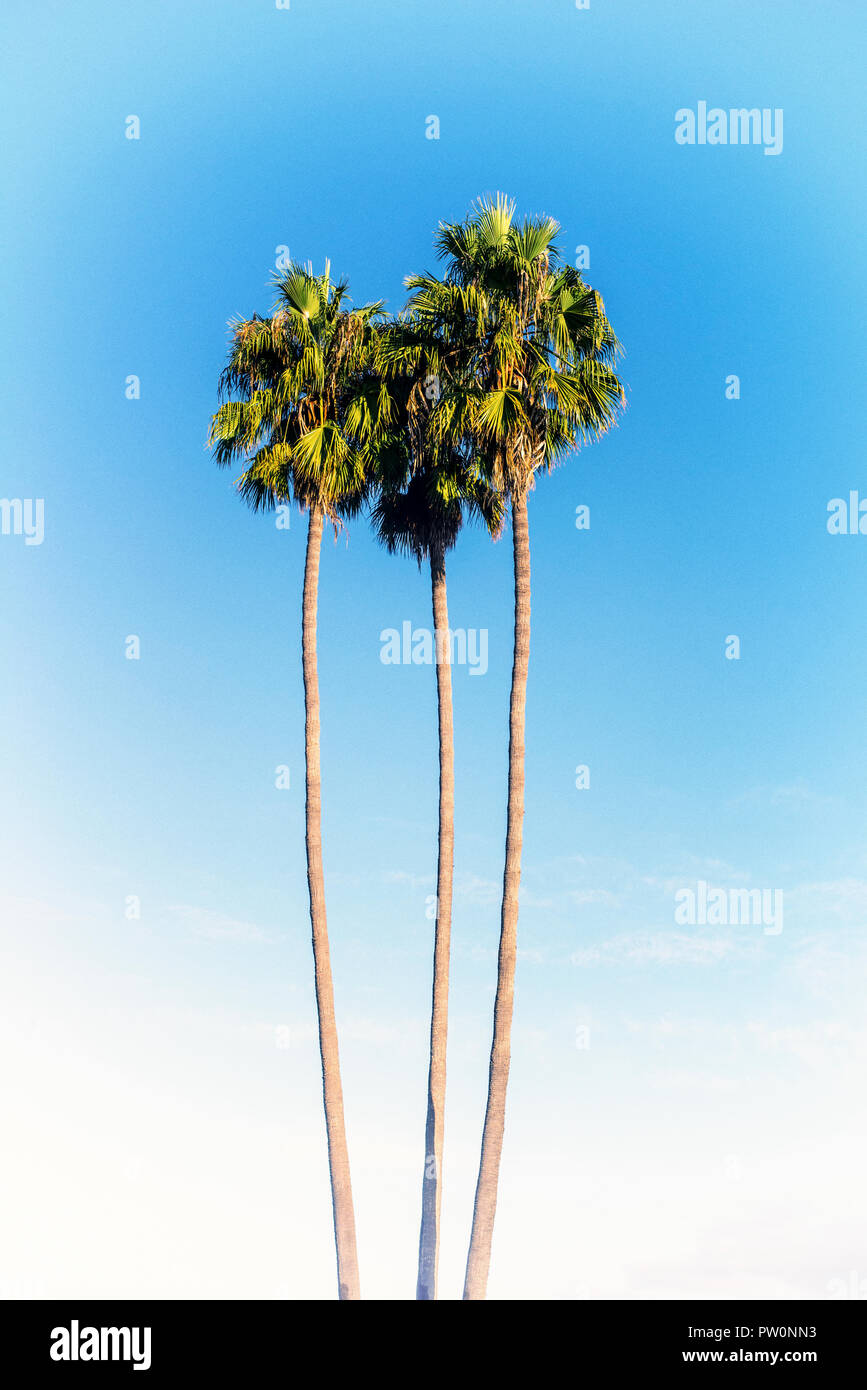 Gruppo di palme. Fotografia elaborati con effetto vintage/sentire. Foto Stock