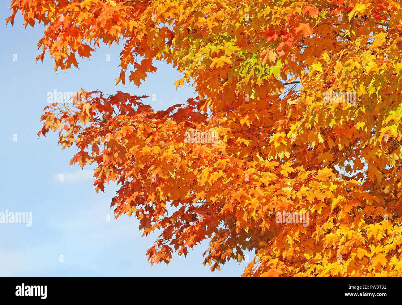 Splendido oro arancio e foglie di acero in autunno Foto Stock