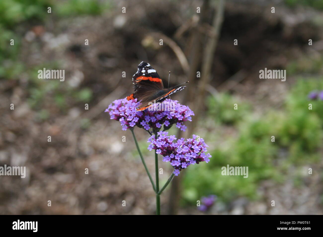 Stupenda farfalla seduta tranquillamente sul fiore llantrisant Foto Stock