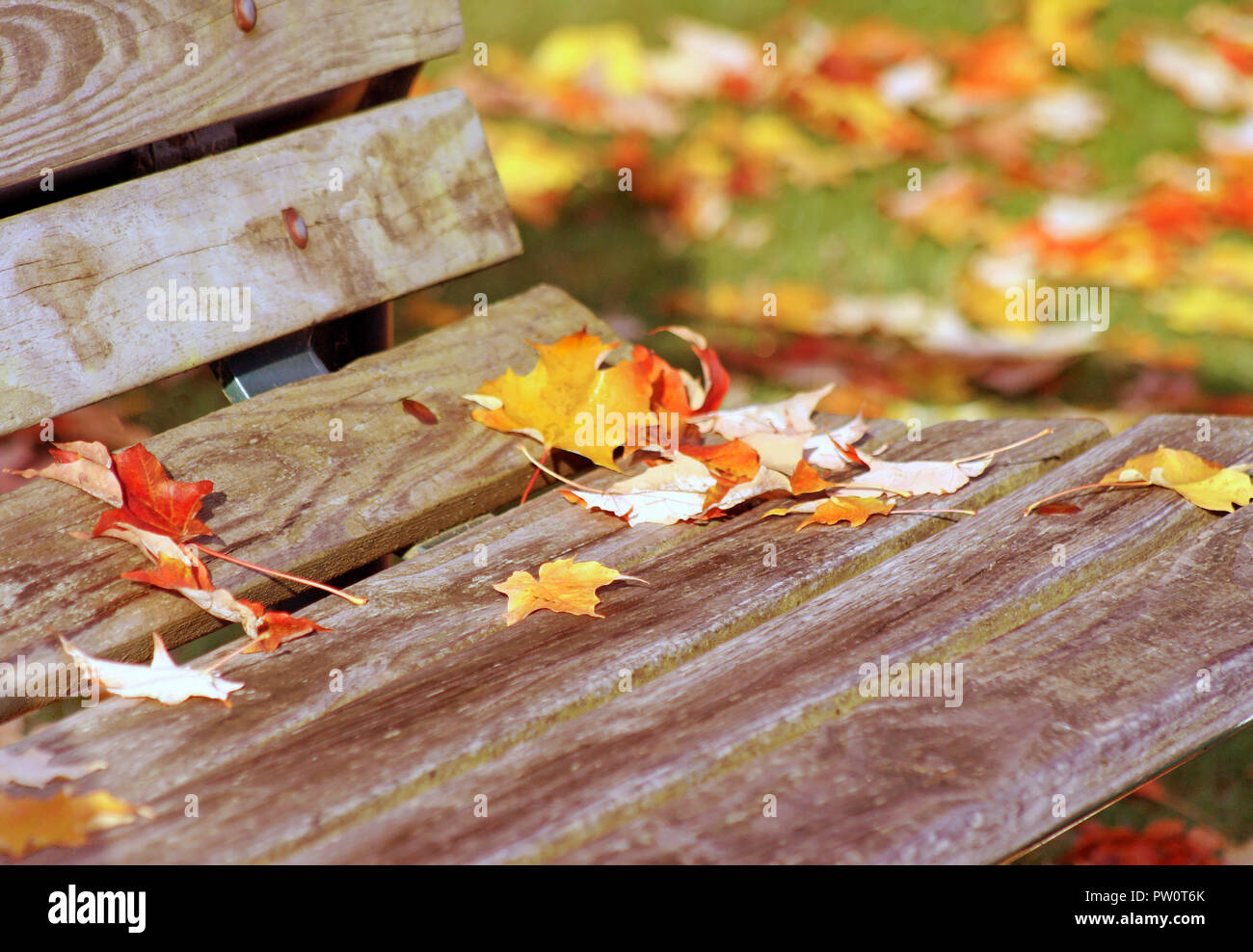 A pochi caduti acero foglie su un parco di legno banco in autunno Foto Stock