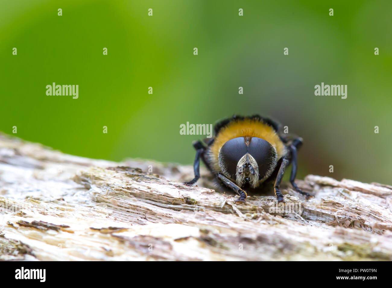 Chiudi macro shot di bumblebee britannico isolato su legno in ambiente naturale. Ape britannica, due occhi composti in macro dettaglio. Spazio di copia Foto Stock