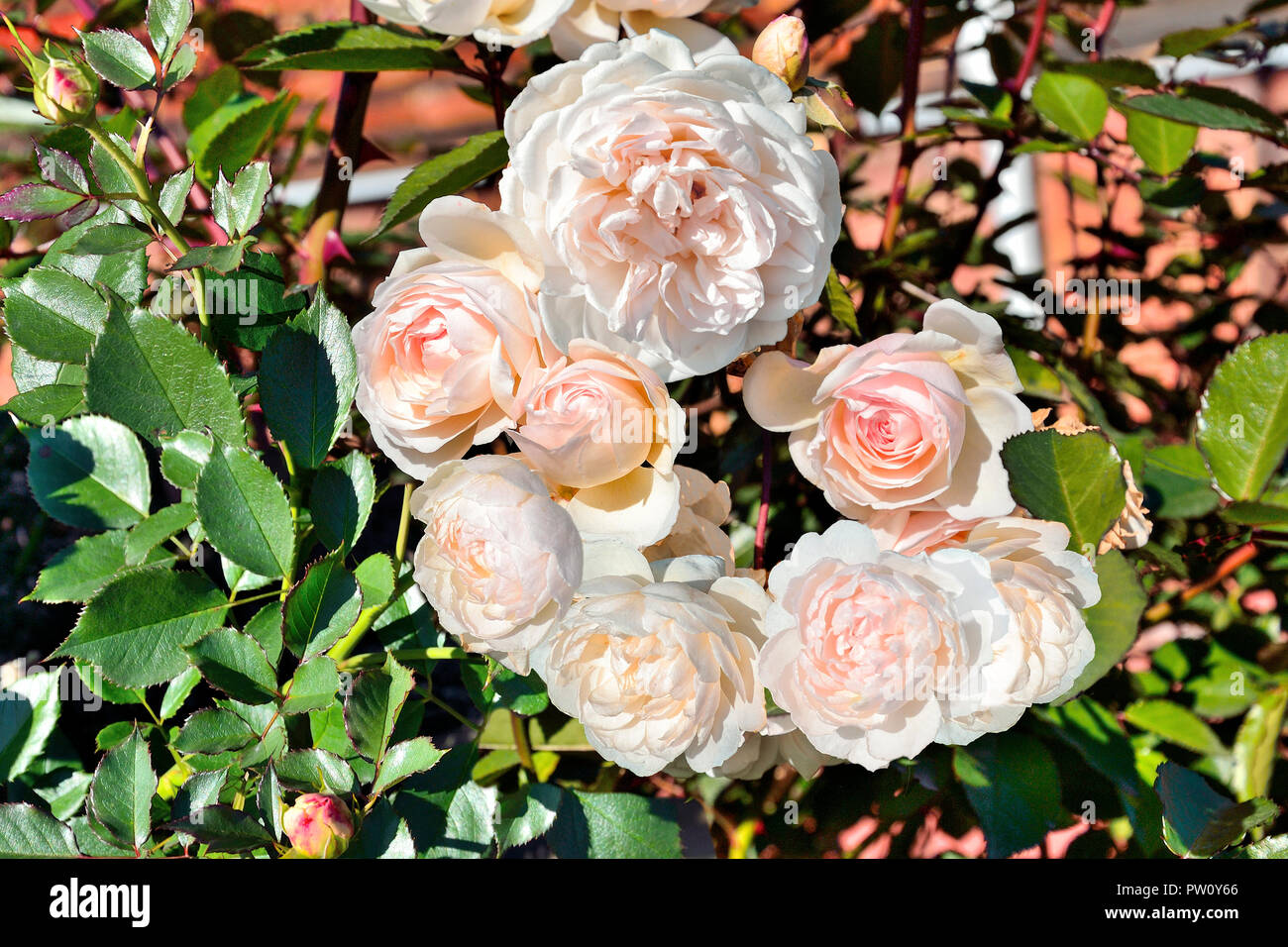 Delicato fragrante rosa rose inglesi su bush nel giardino vicino. Crescente giardino di rose nel terreno aperto - elemento decorativo di progettazione del paesaggio Foto Stock