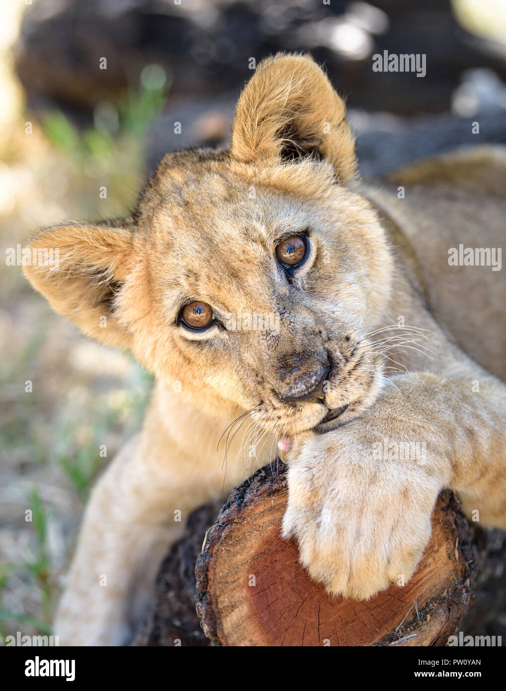 Carino LION CUB sdraiato su albero con altri lion cubs, fauna selvatica di Africa baby animali rilassante in Zimbabwe Foto Stock