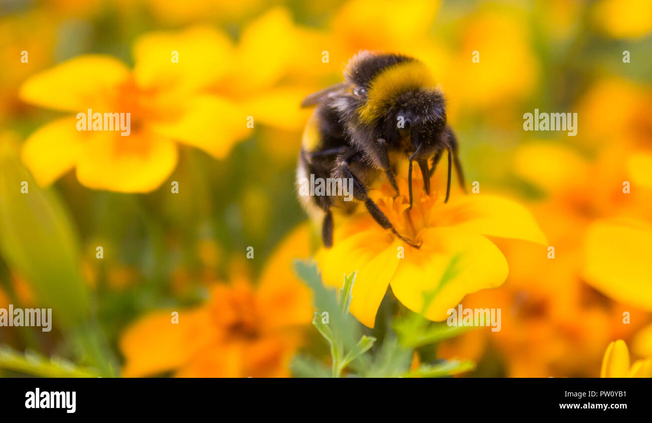 Bumblebee raccoglie il nettare da un fiore giallo. Bumblebee su un fiore. Piccolo insetto. Raccolgono nettare. Foto Stock