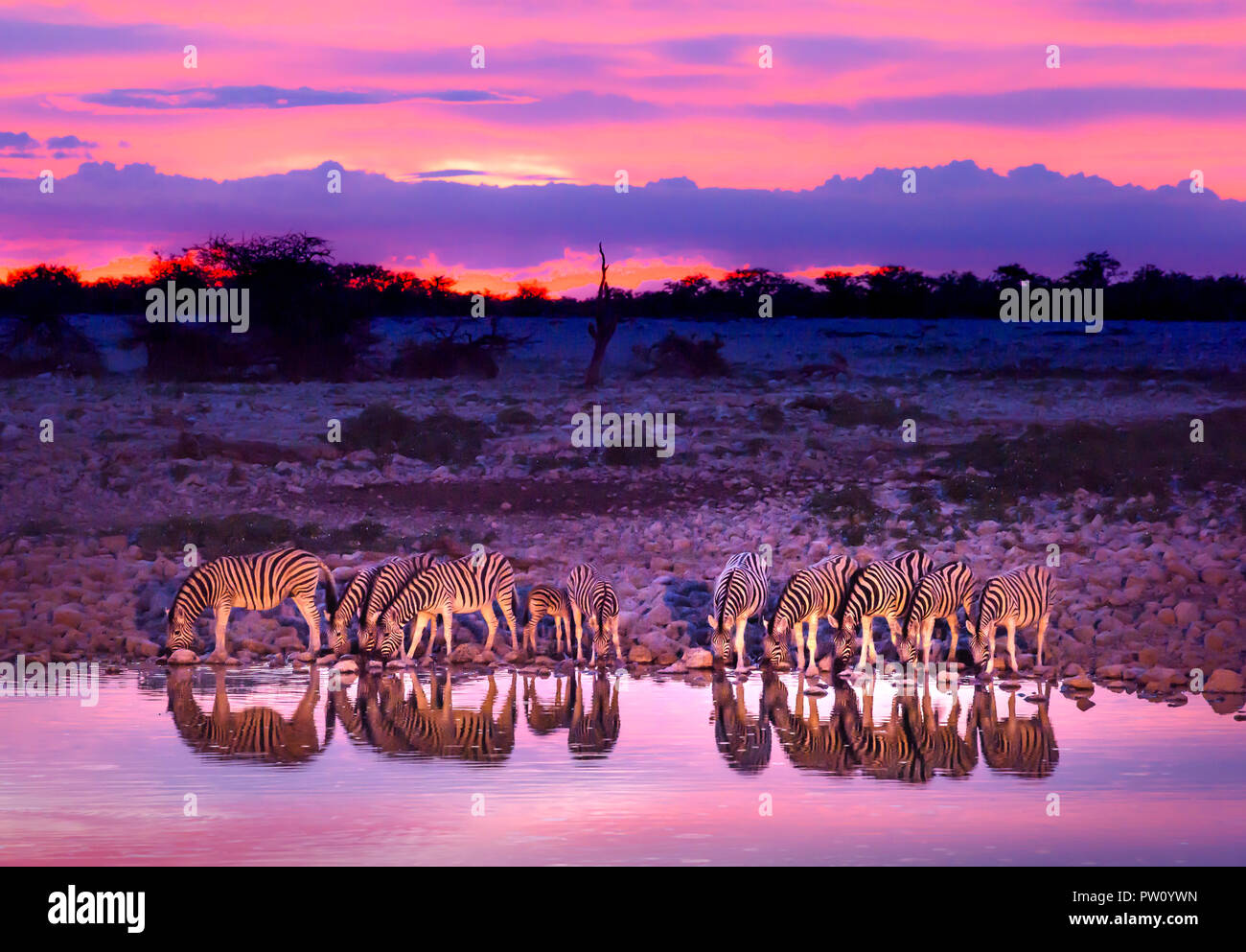 Zebre bevendo al waterhole durante il tramonto e l'alba. Il parco nazionale di Etosha Safari game drive in Namibia. Animali safari, game drive in Africa. Trave Foto Stock