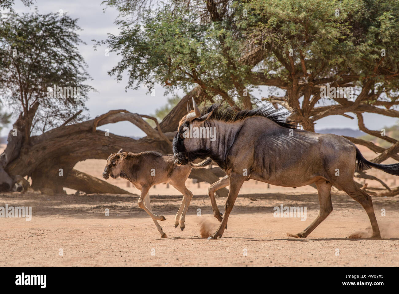 Blue Gnu adulto e bambino gnu nel deserto del Namib a Sesriem, Namibia. Animali safari, game drive in Africa. Viaggio in Sud Africa, B Foto Stock