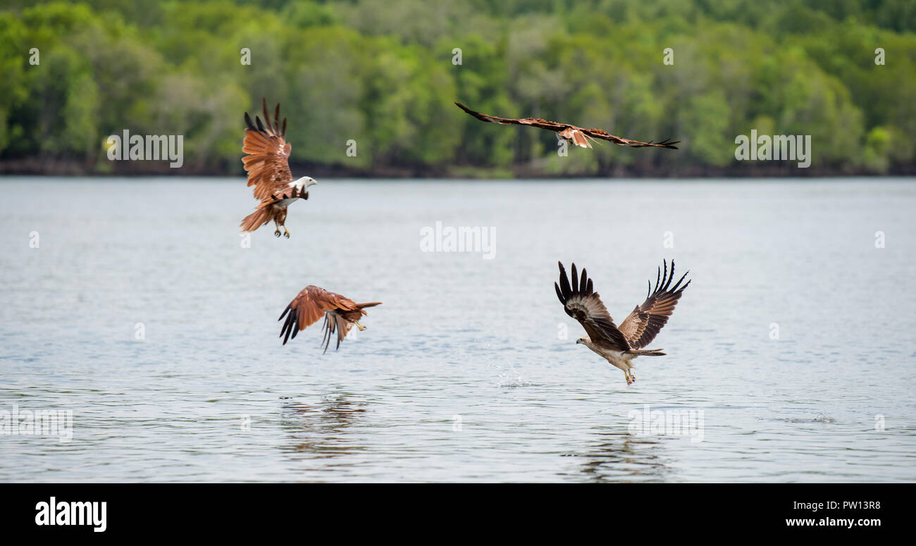 Il Langkawi eagles, Brahminy kite o rosso-backed sea-eagle volare sopra le acque di mangrovie di Langkawi, Malesia Foto Stock