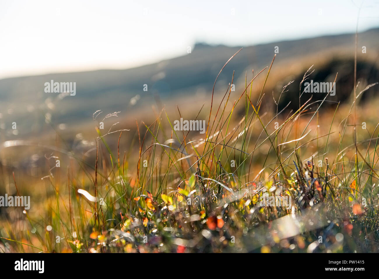 Heather ed erbe su Kinder Scout, Parco Nazionale di Peak District,UK Foto Stock