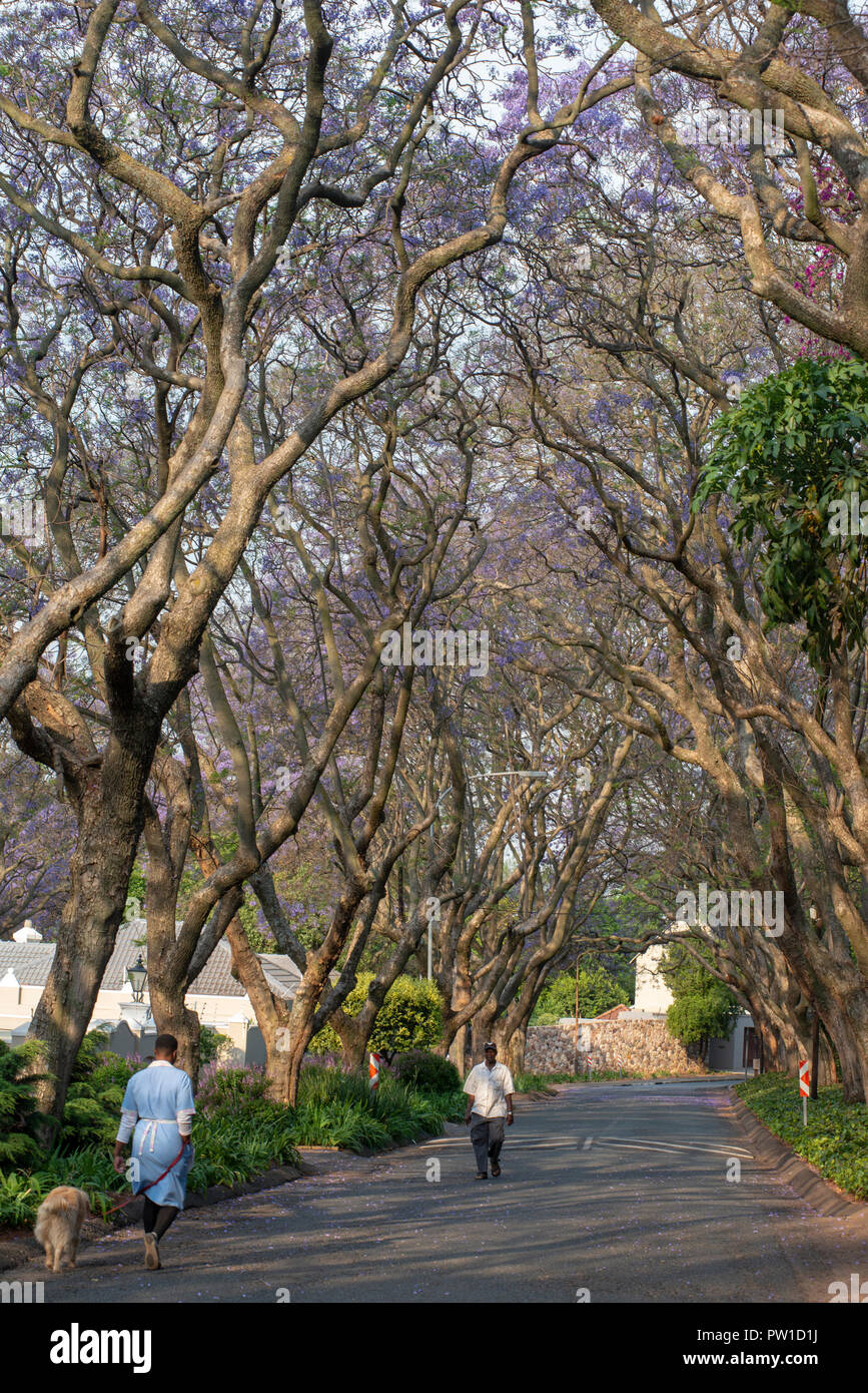 Sud Africa meteo: inizio Jacaranda fioriture primaverili sono visti a Johannesburg Johannesburg, Sud Africa, 11 ottobre, 2018. Una donna cammina un cane la sera presto, come primi alberi di Jacaranda stanno iniziando a fiorire, in Westcliff, Johannesburg. Credito: Eva-Lotta Jansson/Alamy Live News Foto Stock