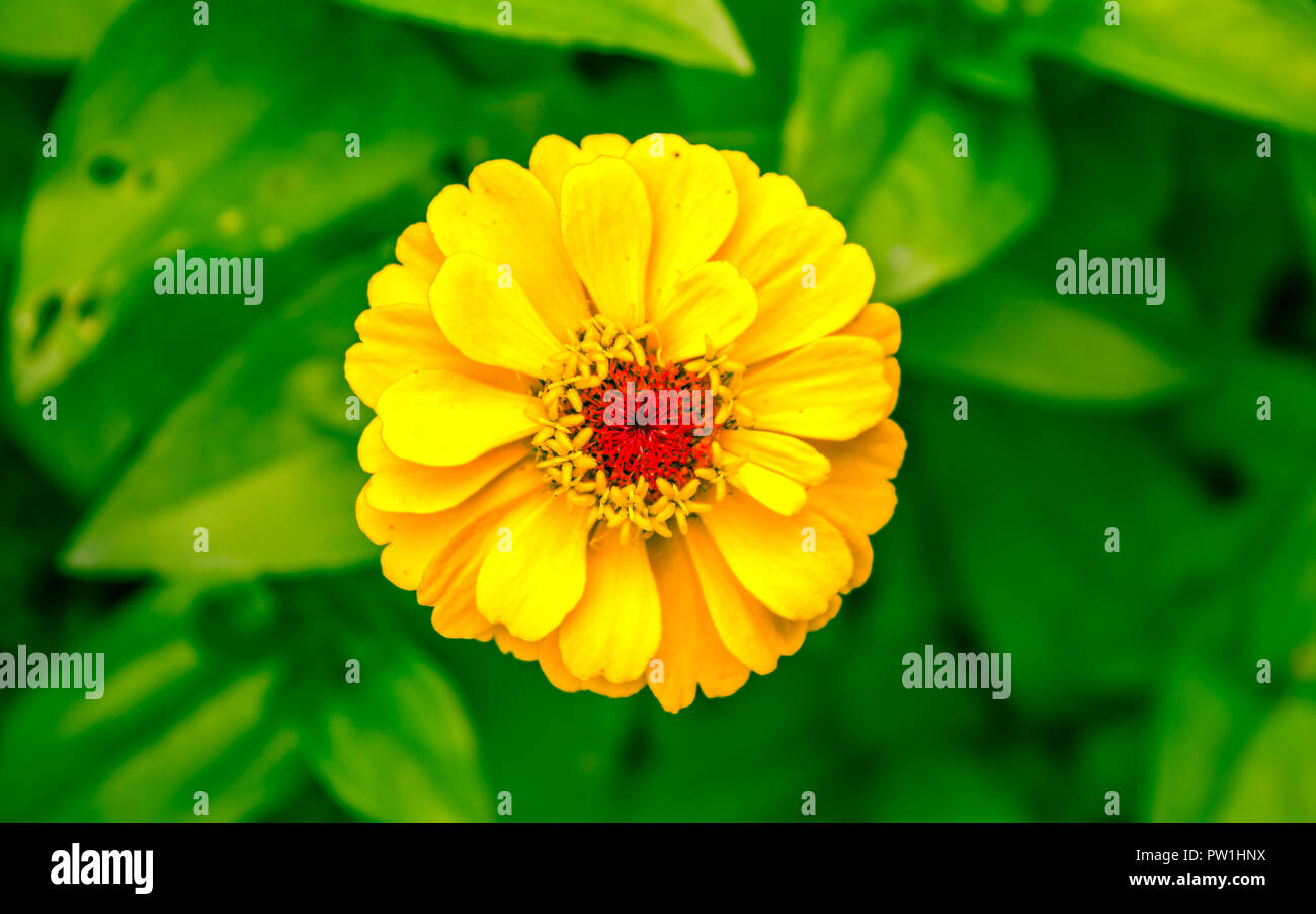 Molla gialla fiore che sboccia in Orchard Foto Stock