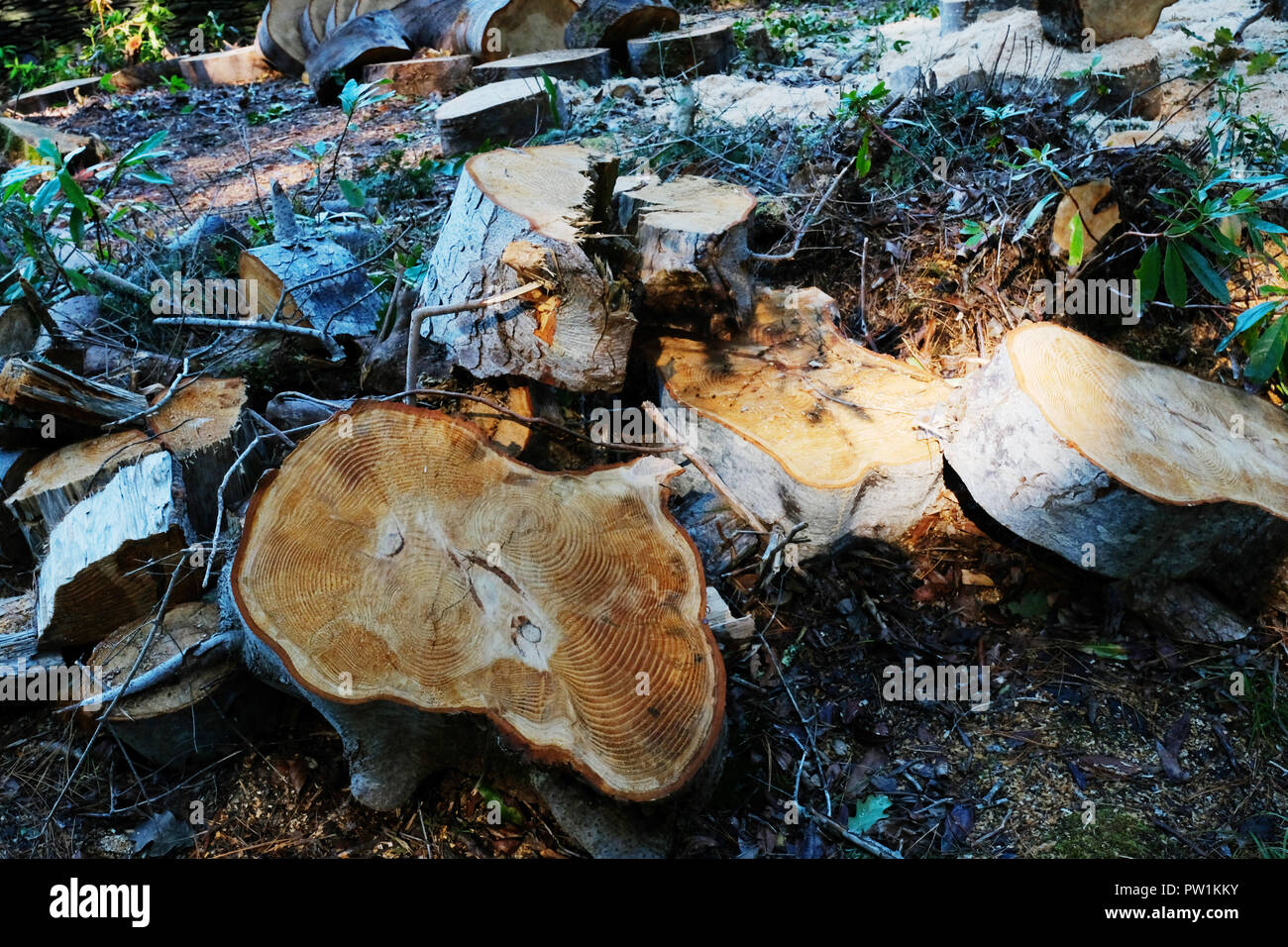 Legname segato logs giacente sul suolo della foresta - Giovanni Gollop Foto Stock