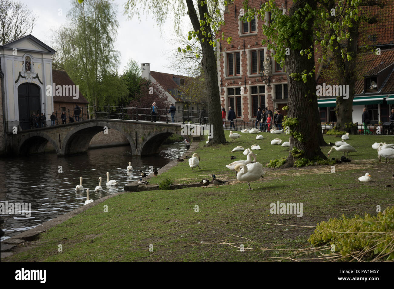 Cigni in appoggio vicino al ponte al beghinaggio di Bruges, Belgio, Europa Foto Stock