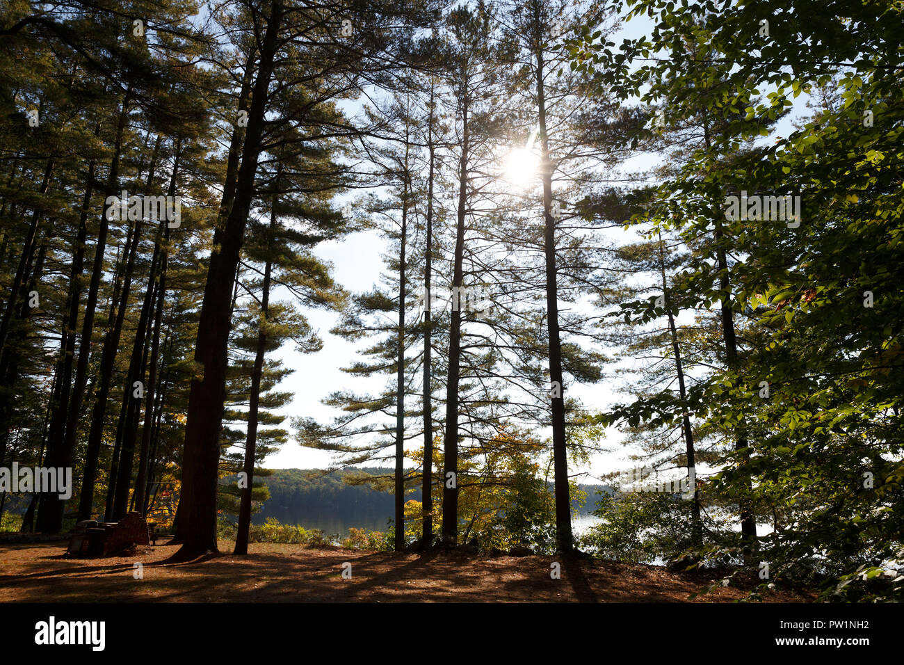 Caduta delle Foglie Thompson Lago, Oxford, Maine, Stati Uniti d'America Foto Stock