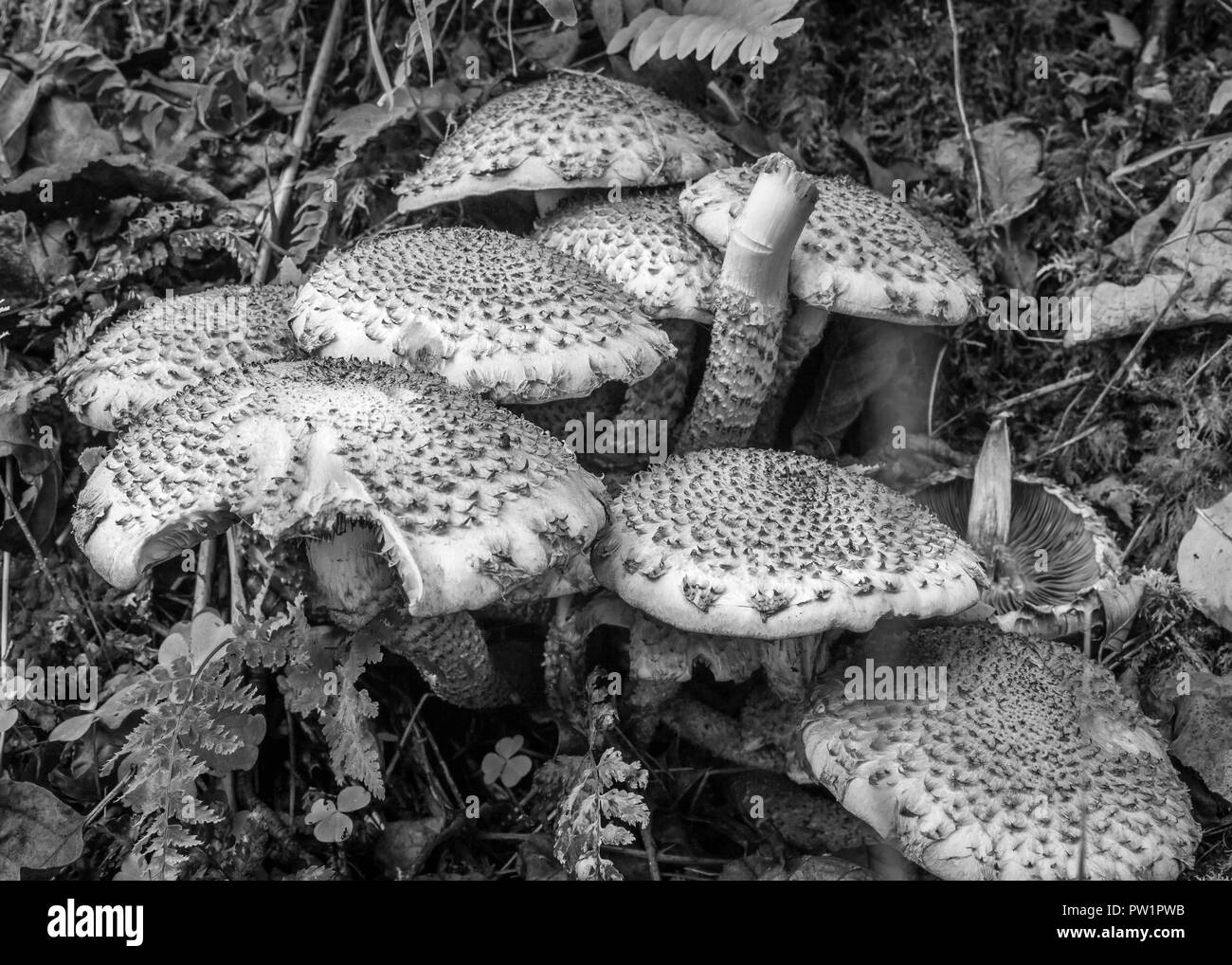 I funghi selvatici come sfondo. Foto Stock