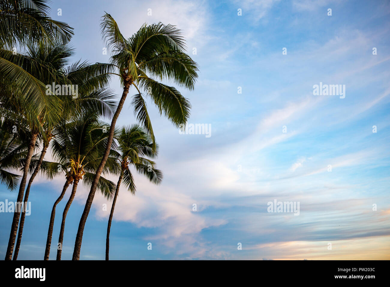 Splendide palme con un cielo blu in Waikiki Hawaii Honolulu il 4 ottobre 2018 Foto Stock
