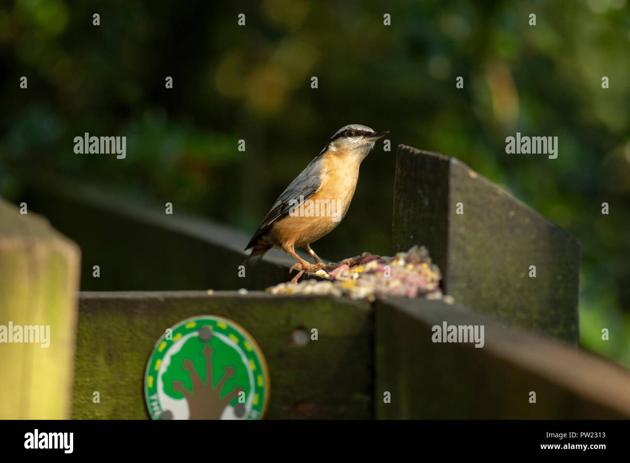 Picchio muratore prendendo il cibo messo fuori per gli uccelli selvatici in Yarrow Valley Country Park. Foto Stock